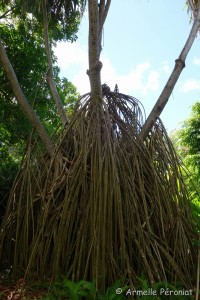 Guadeloupe Août 2015-02654  